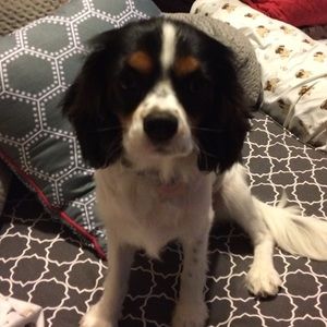 Meet your Posher, Lily